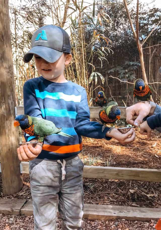 a little boy feeding the lorikeets at the zoo