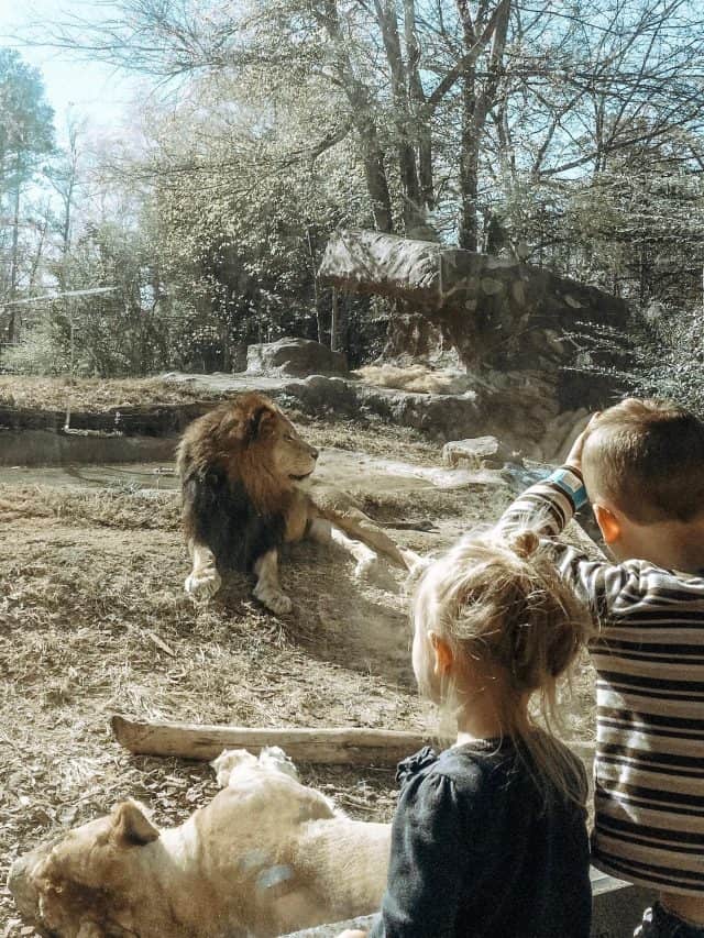 kids watching lions at the zoo through the glass, an everyday adventure with maxi cosi