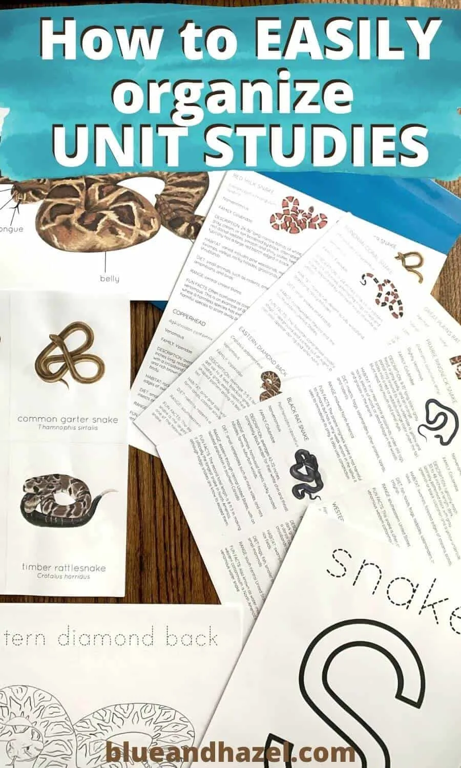 How to store and organize print outs for ANY unit study, like this mini snake unit study here by StephHathawayDesigns on Etsy. 