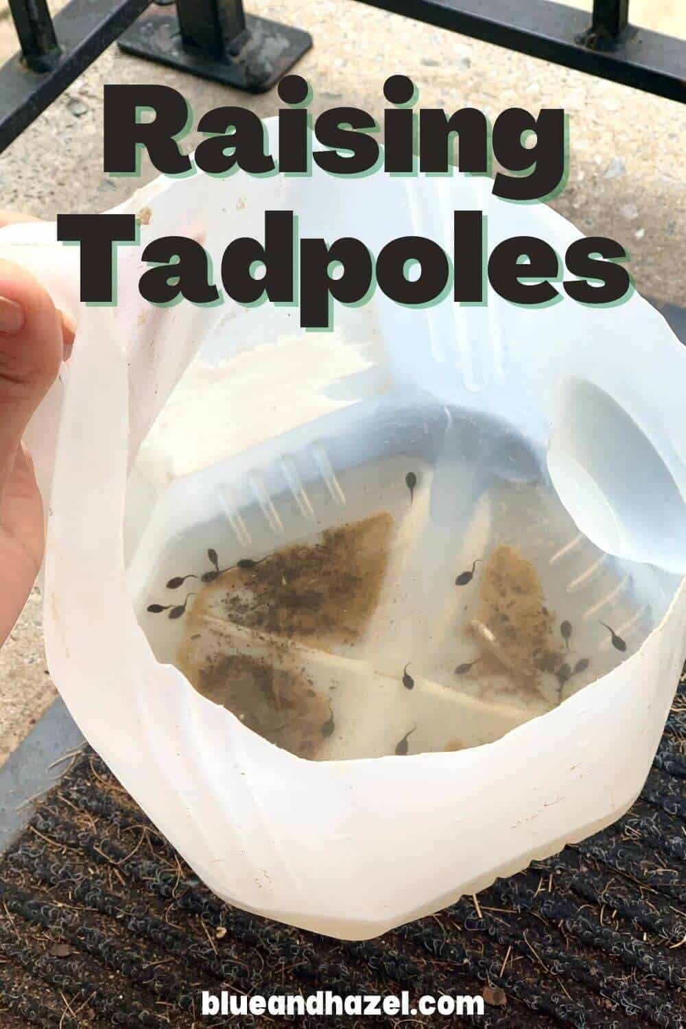 A gallon container with the top cut off filled with creek water and about 20 tadpoles. Text says "raising tadpoles"