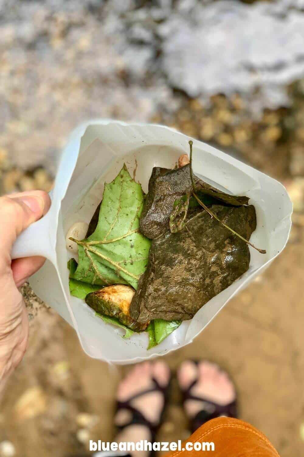 rocks with algae inside of a plastic tub gathered from a creek with tadpoles