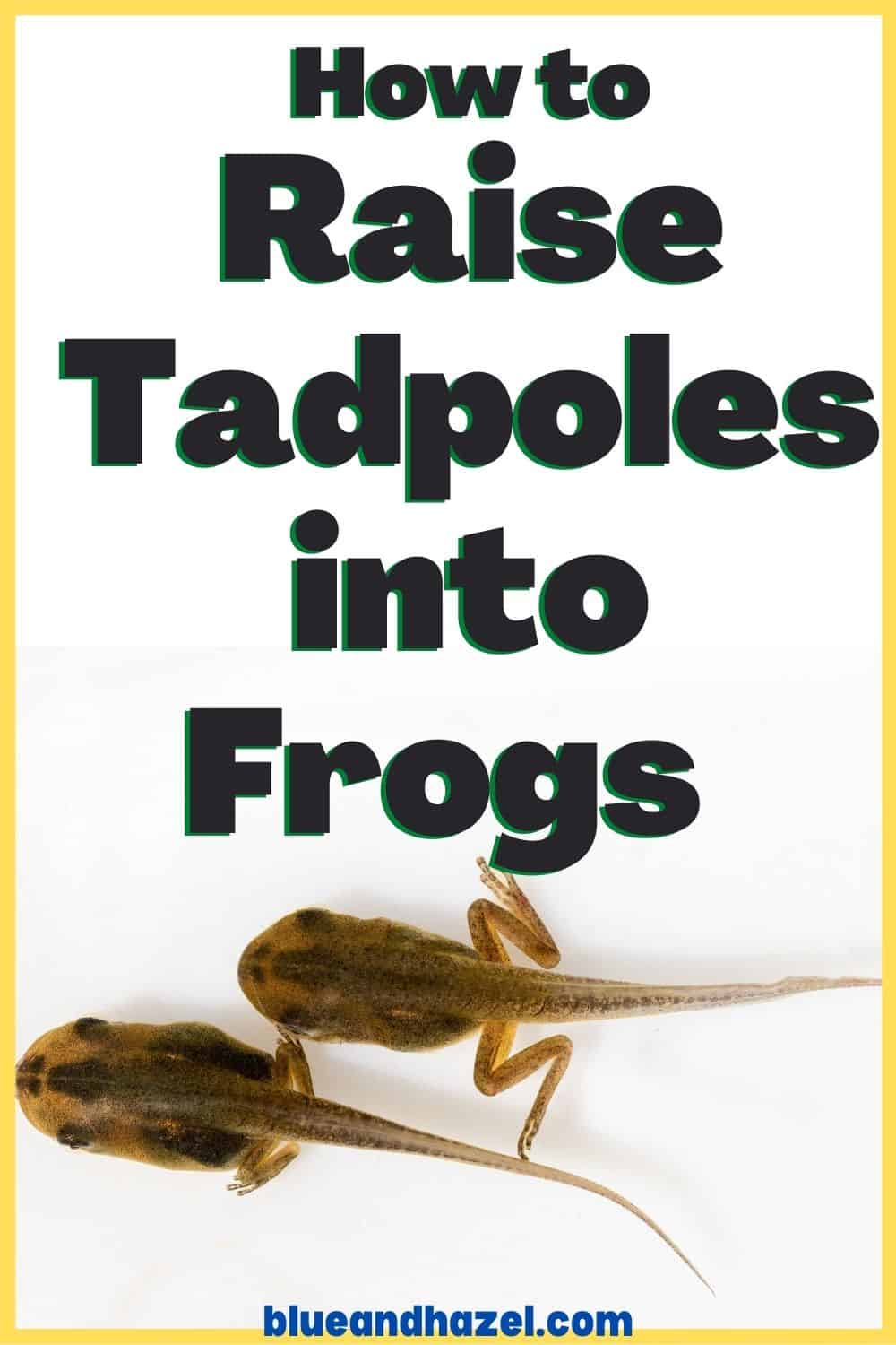 Raising Tadpoles Into Frogs For Nature Study - Blue and Hazel