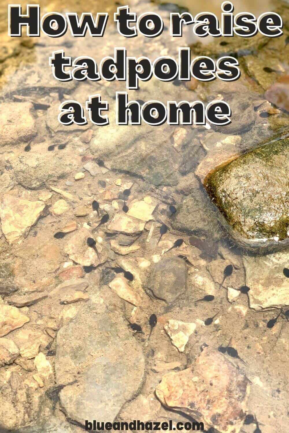 baby tadpoles in a creek bed with text on photo that says "How to raise tadpoles at home"