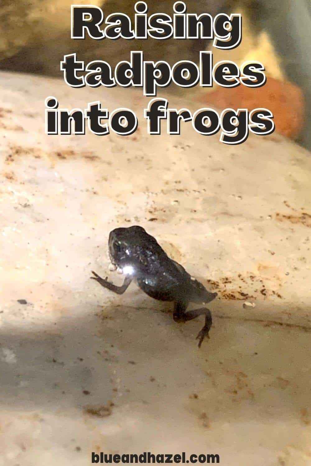 Raising Tadpoles Into Frogs For Nature Study - Blue and Hazel