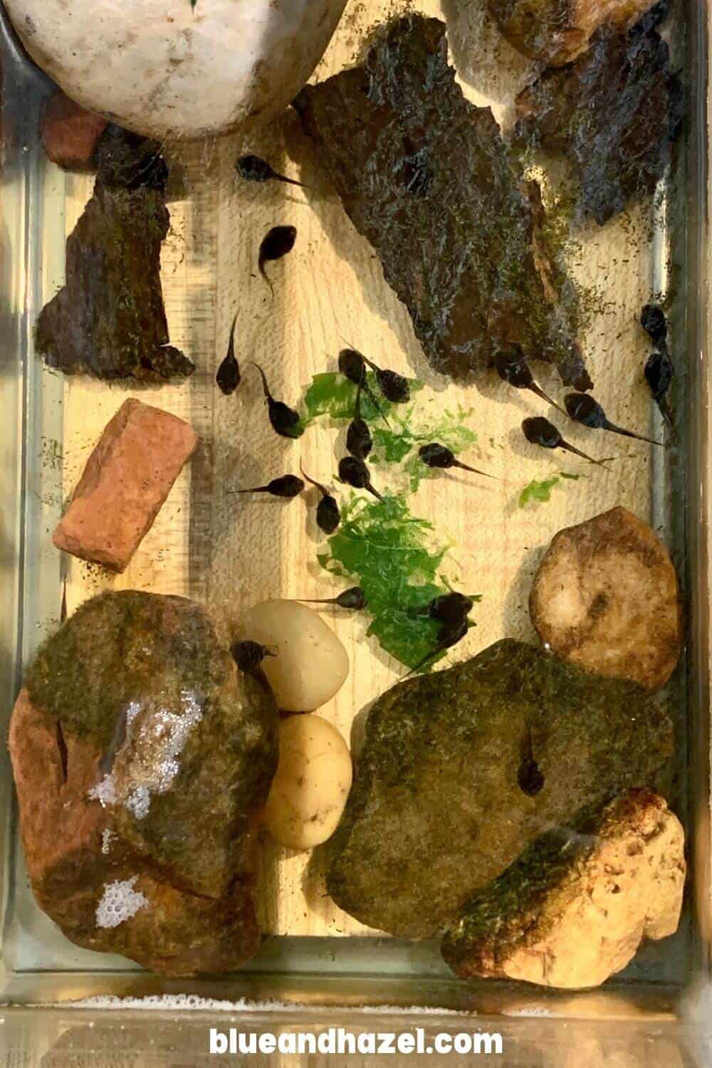 tadpoles in a tank feeding on a spinach leaf