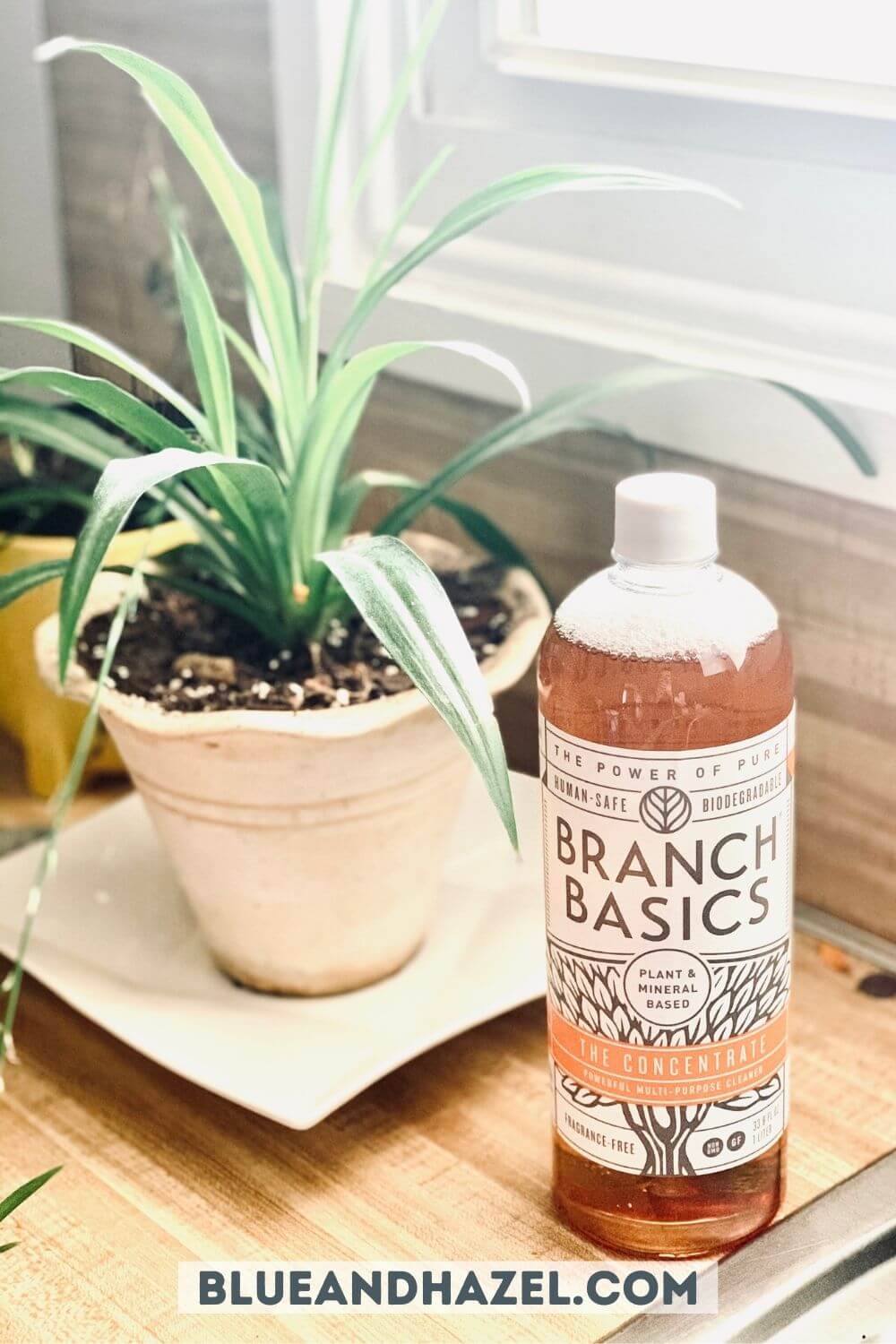 Branch Basic concentrate bottle next to a green leafy plant. 