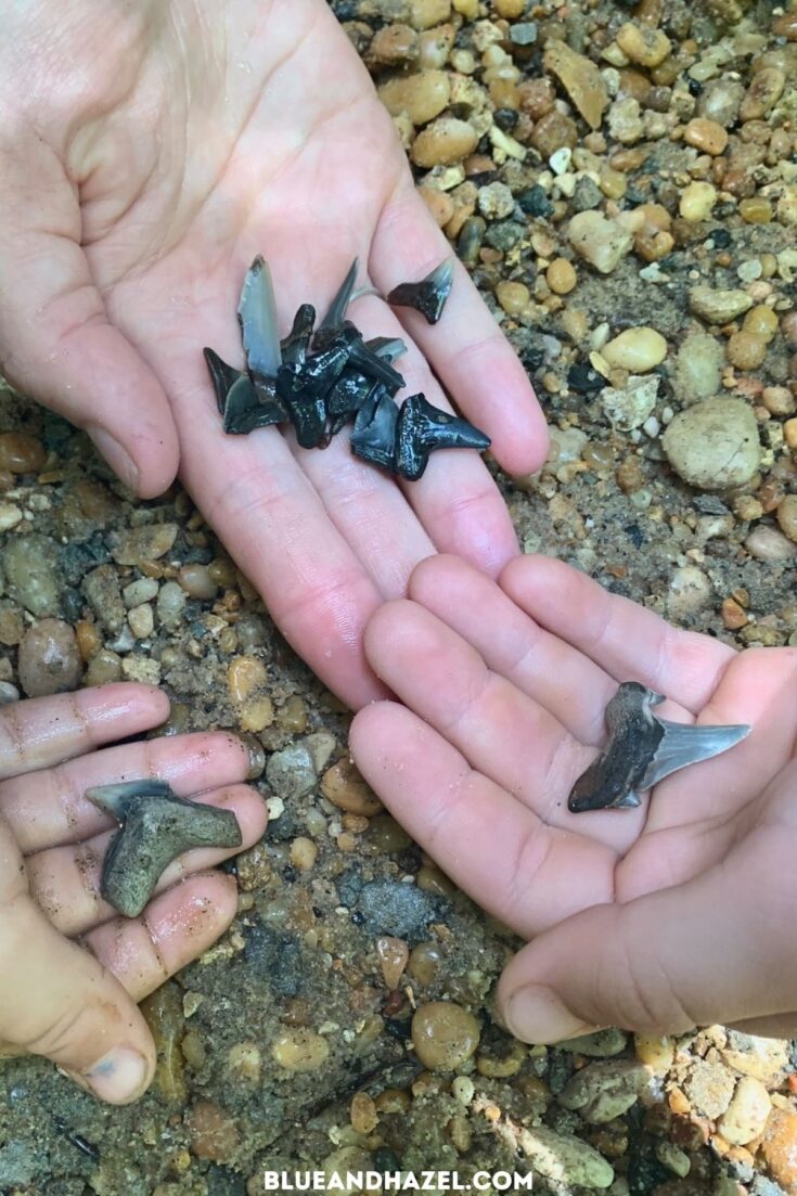 Largest shark teeth we found while on our Shark Tooth Creek tour