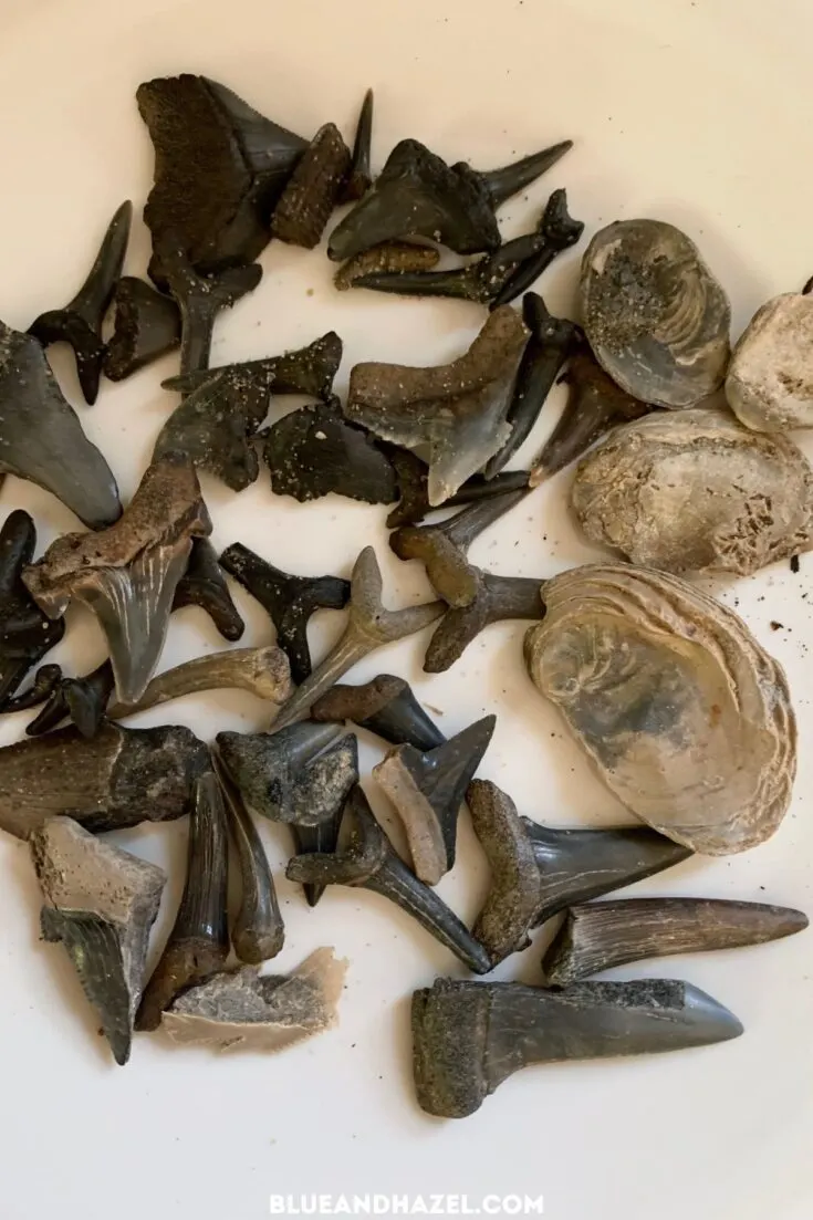 many varieties of Shark Teeth and fossils from Shark Tooth Creek Alabama