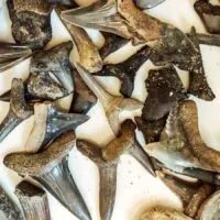 Shark Teeth and fossils found at Shark Tooth Creek