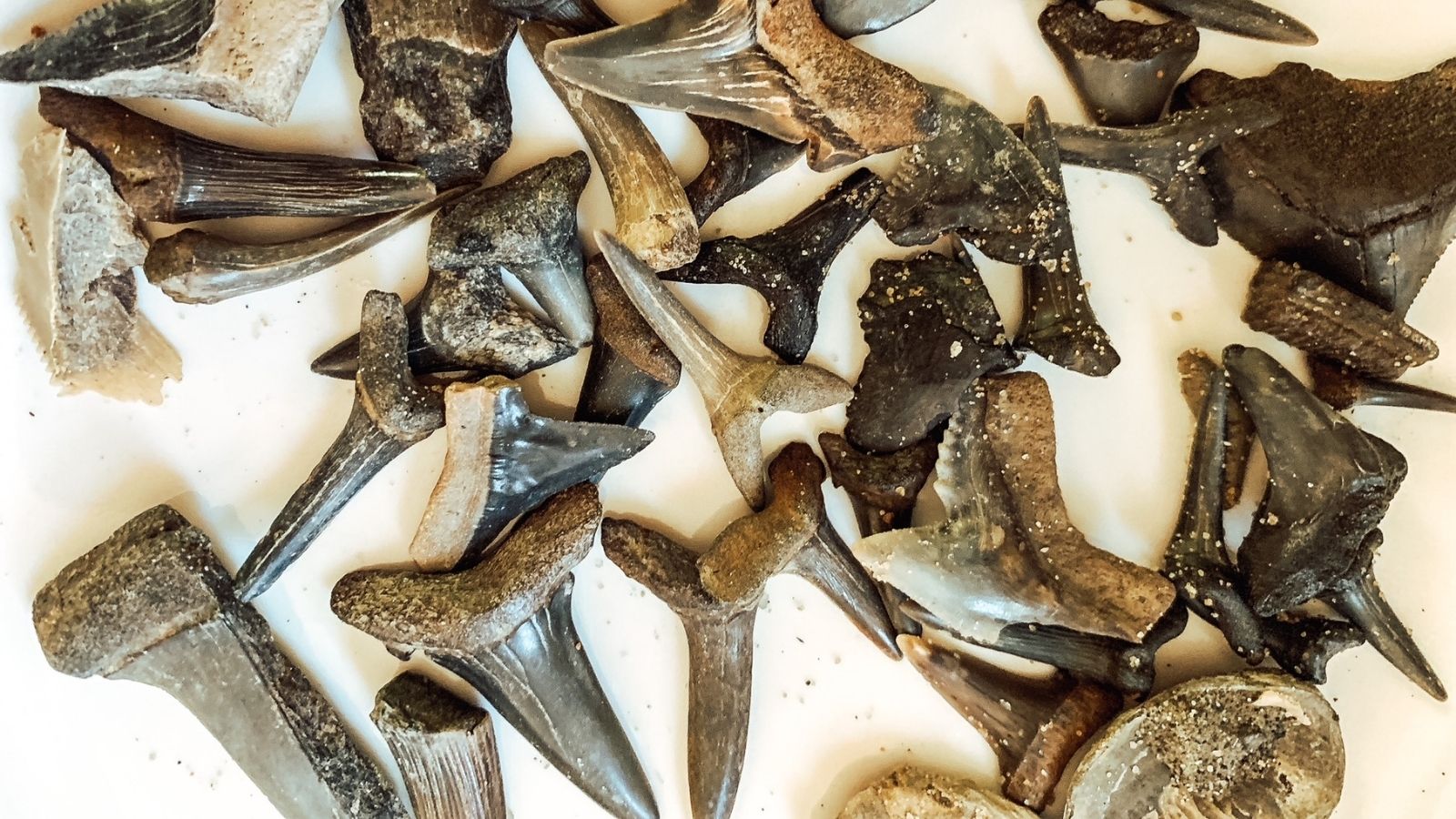 Our Visit To Shark Tooth Creek In Alabama With Kids Blue and Hazel