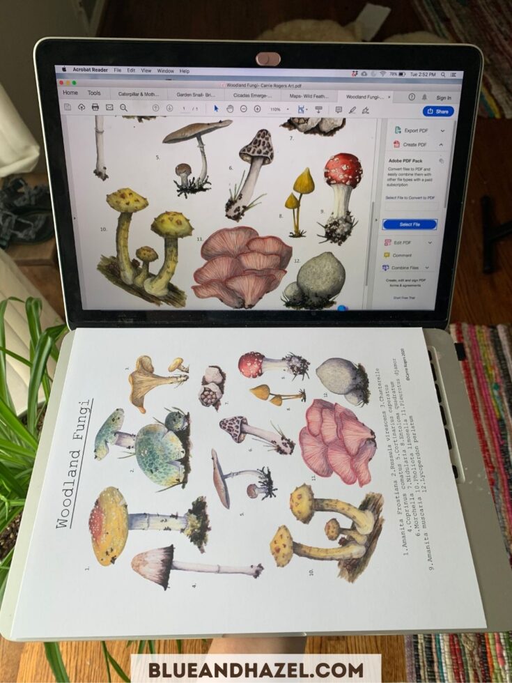 printed picture of mushrooms next to a computer screen