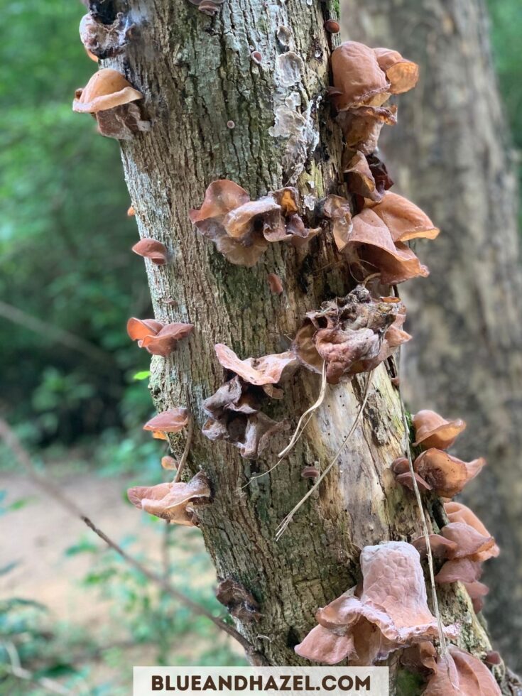 fungus growing on a tree