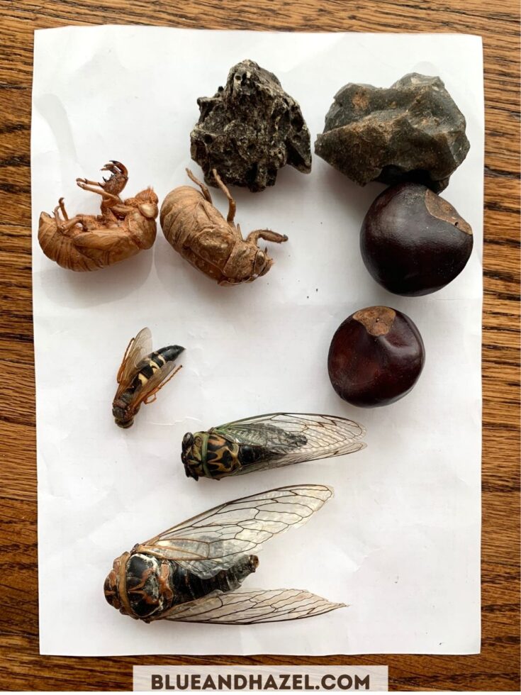 Cicada bugs, rocks, cicada wasp, and other nature finds on a piece of white paper.