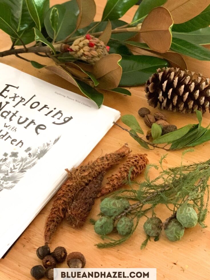 pinecone, acorns, magnolia seed, and more next to the nature study book "Exploring Nature With Children"