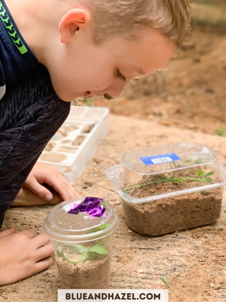 a boy making putting dirt and leaves into a recycled plastic container as he makes an earthworm terrarium. 