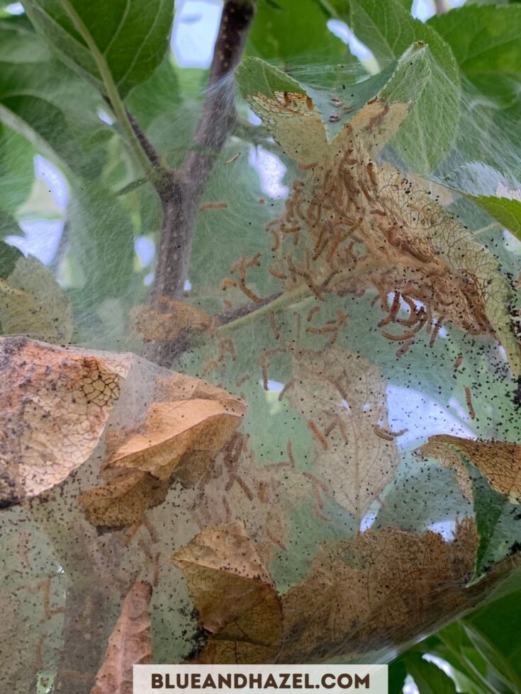 moth nest hatching with hundreds of baby caterpillars