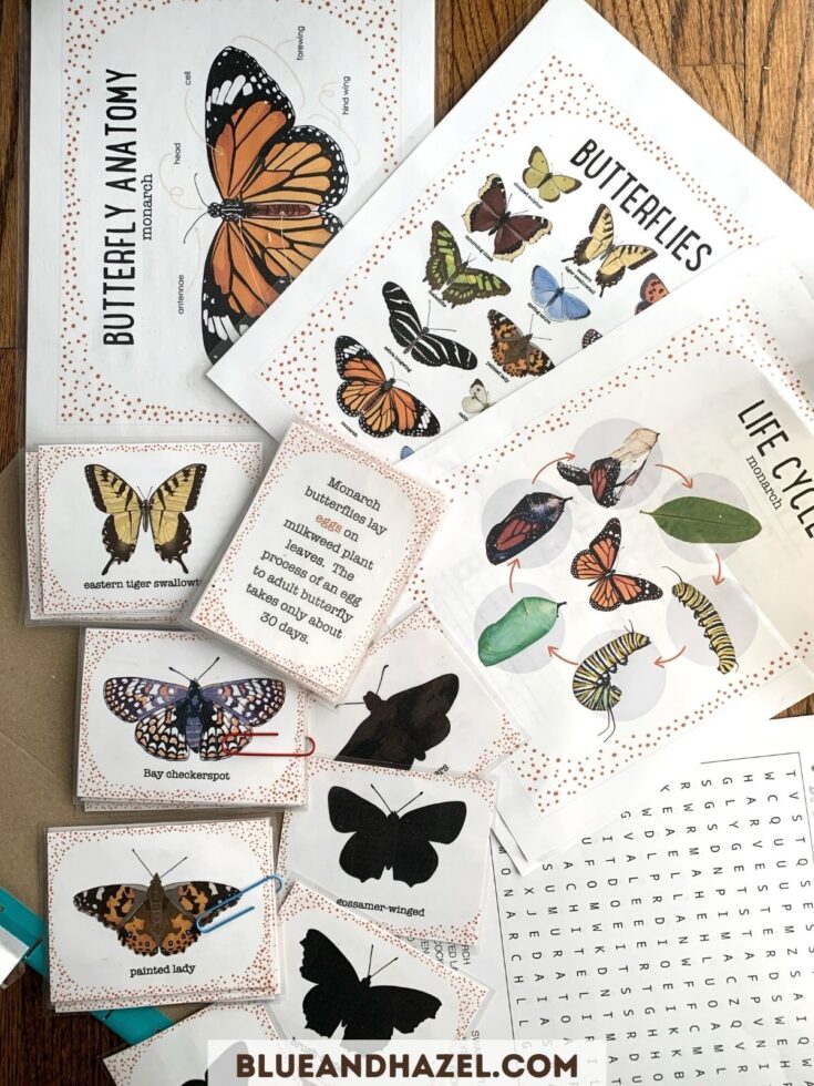 butterfly print outs for a butterfly unit study. Includes photos with names of butterflies, crossword puzzles, butterfly lifecycle, and butterfly shapes.