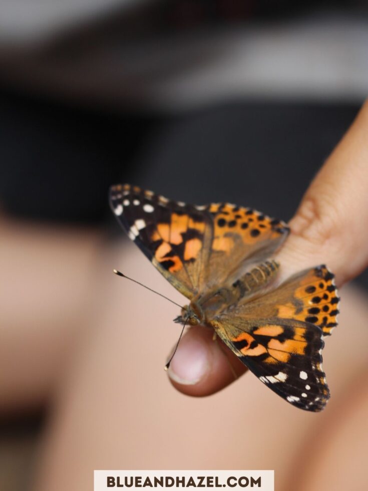 close up of an orange and black butterfly resting on a finger