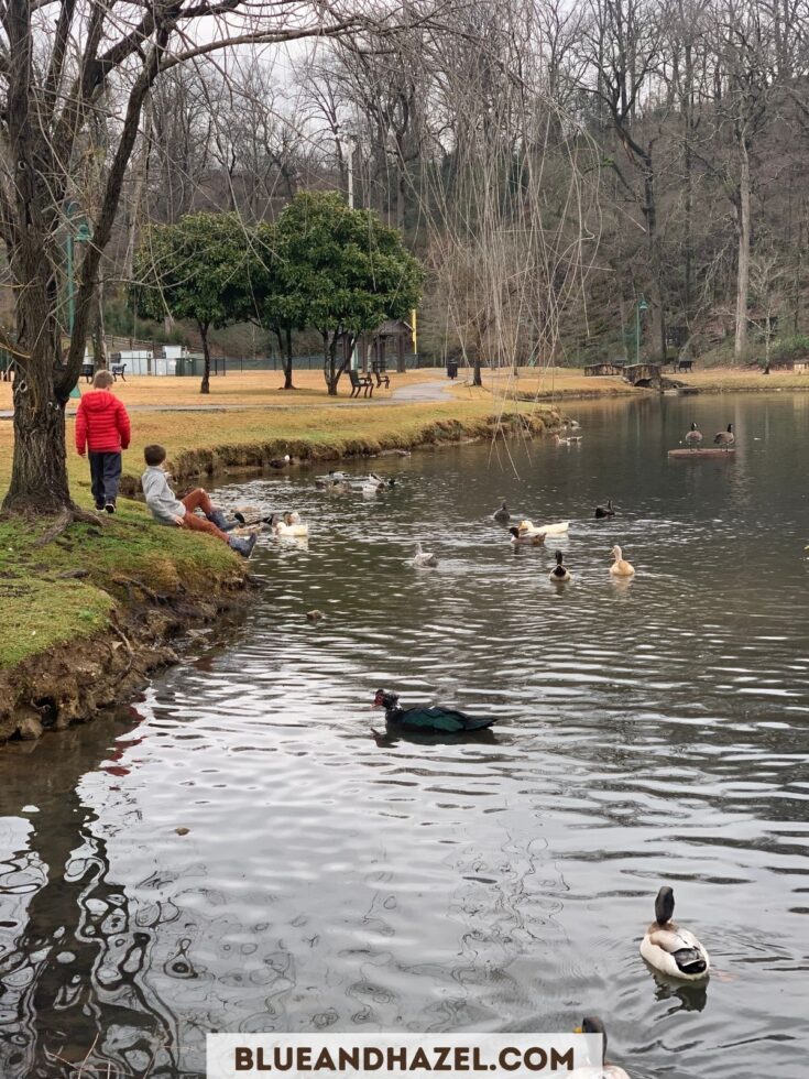 Kids sitting next to a duck pond with mallards