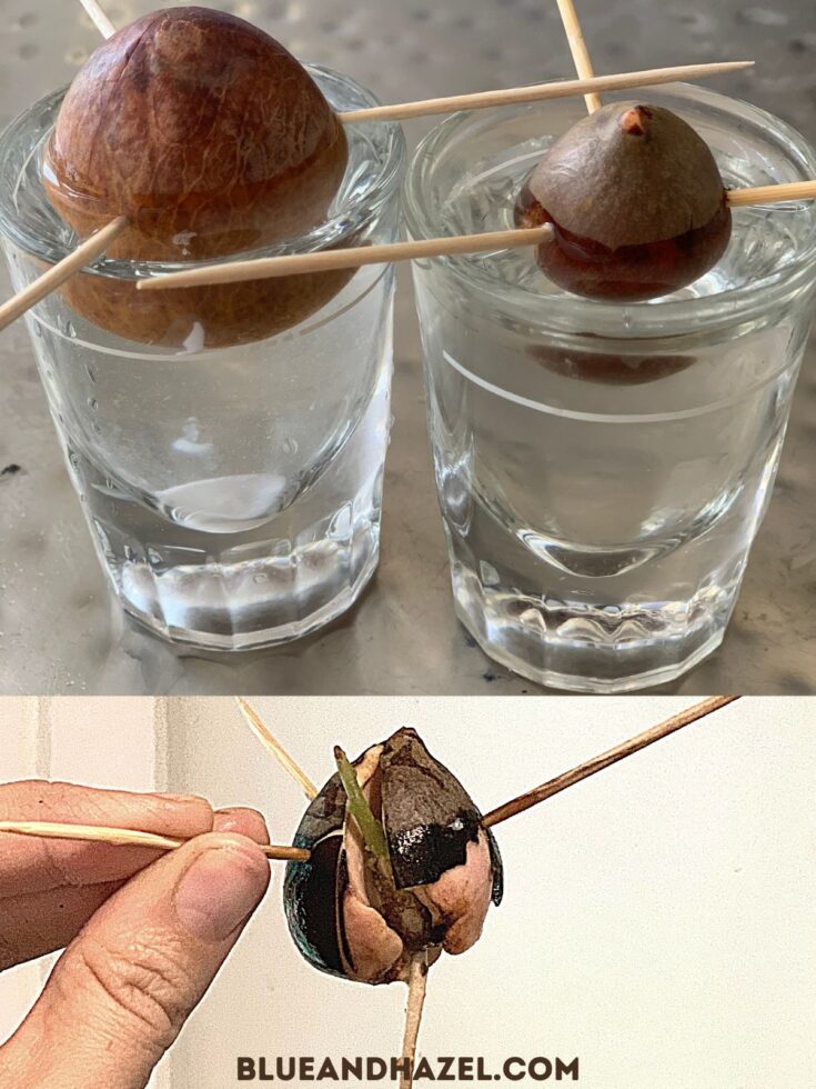 two acocado seeds in shot glasses sprouting