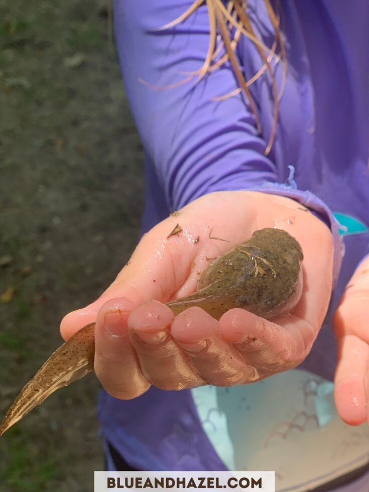 A toad tadpole in a child's hand, 5-6 inches long