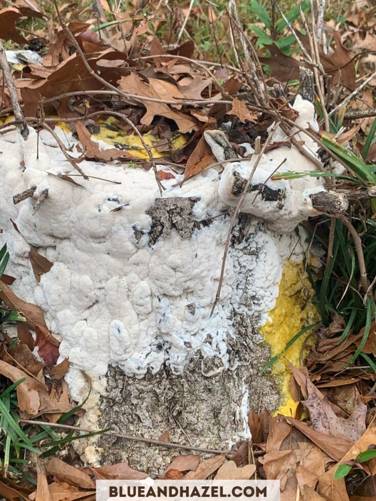 Dog Vomit Slime Mold on a stump identified using the Seek App