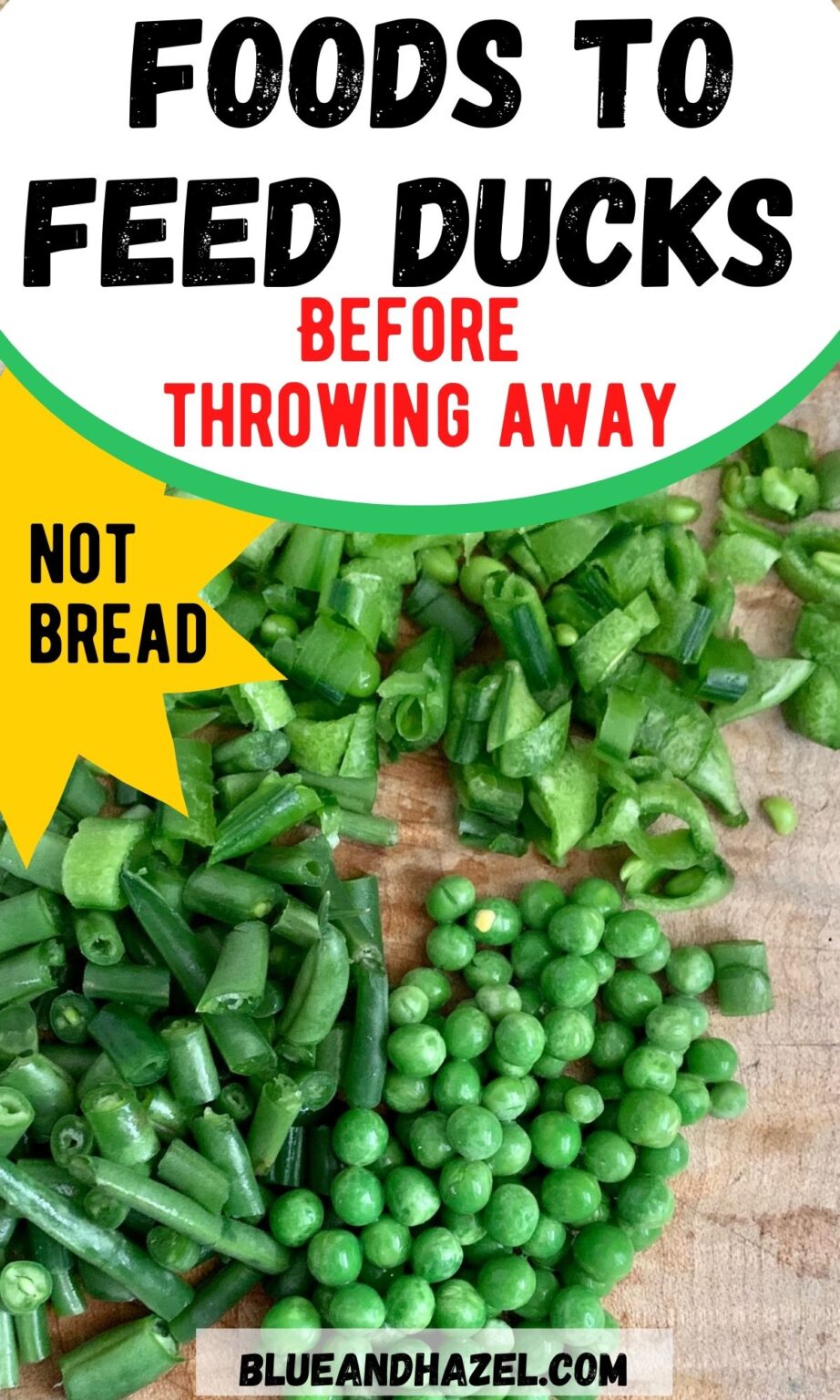 What To Feed Ducks Instead Of Bread Blue and Hazel