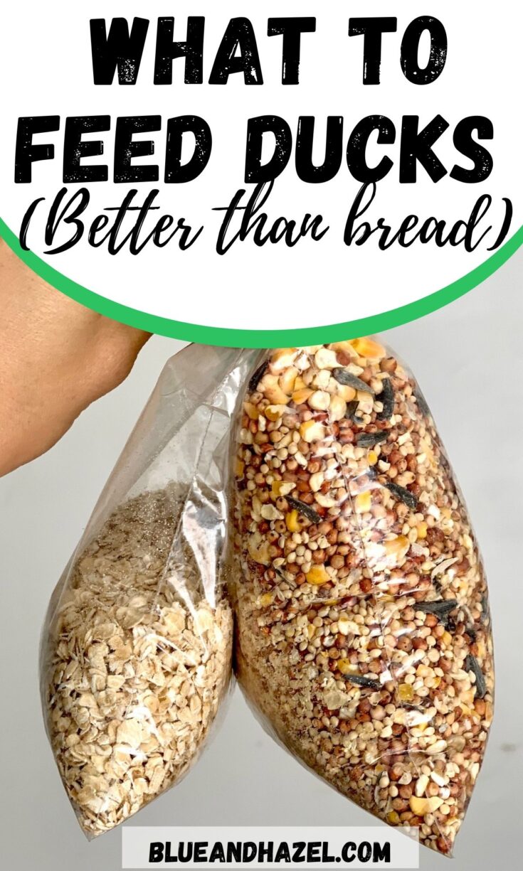 Two clear sandwich bags: one filled with rolled oats and the other filled with bird seed. 