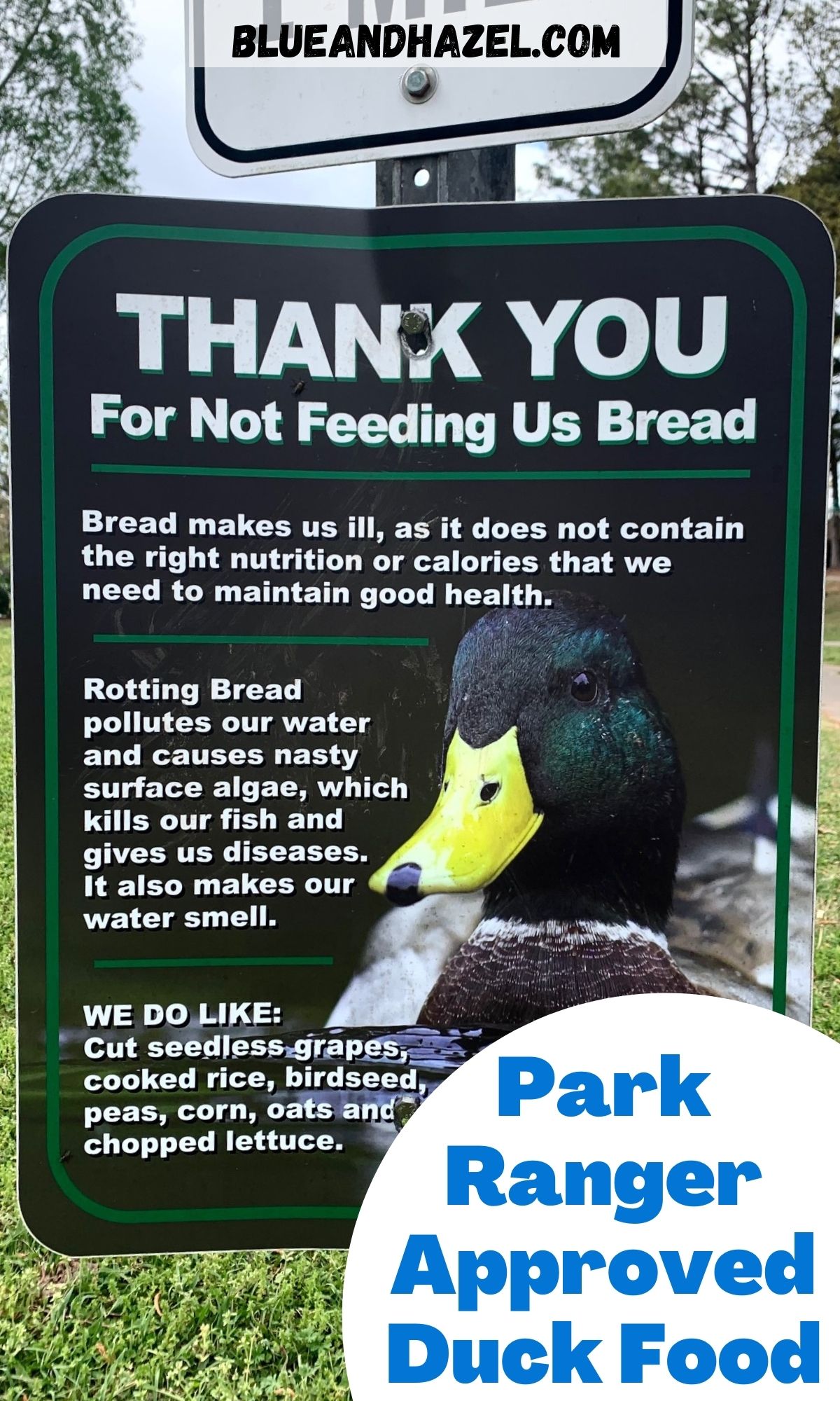 what-to-feed-ducks-instead-of-bread-blue-and-hazel