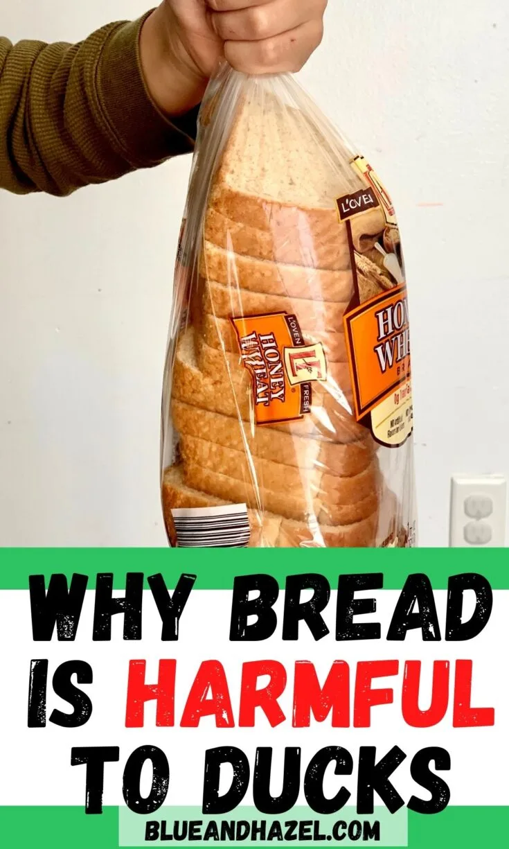 A loaf of honey wheat bread with text saying "Why bread is harmful for ducks."