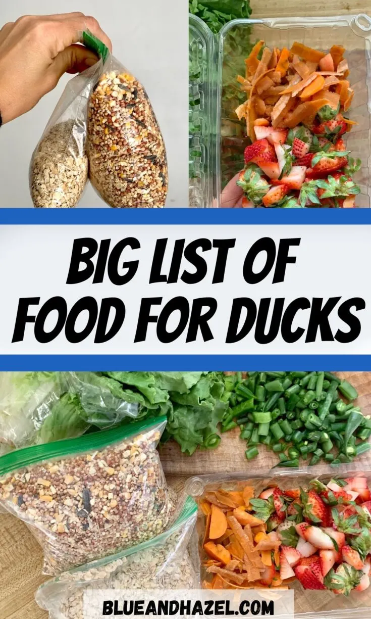 Strawberry tops, carrot peelings, bird seed, peas, beans, and lettuce on a cutting board as food for ducks. 