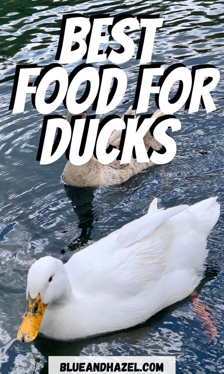 Ducks floating in a pond eating duck food scraps of fruits and vegetables and grains.