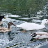 3 brown ducks and a white duck swimming in a pond